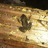 Sierra tree frog