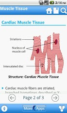 Human Body Anatomy (Preview)