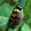 Unknown sawfly larva