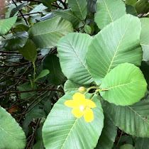 Plants of the SAS rainforest Malaysia