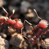 Western harvester ants