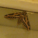 Banded Sphinx Moth