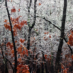by Erika Winnie - Nature Up Close Trees & Bushes