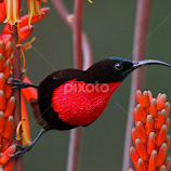 Scarlet chested sunbird by Anthony Goldman -  