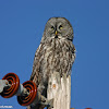 Great Gray Owl