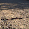 Speckled rattlesnake
