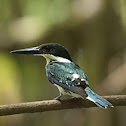 Green kingfisher