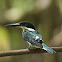 Green kingfisher
