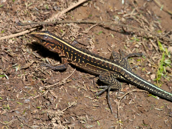 Central American Whiptail | Project Noah