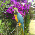 Guacamayo-Blue-and-yellow Macaw