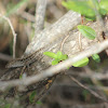 Brown Anole Lizard