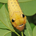 Spicebush swallowtail (larva)