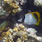 Lined Butterflyfish