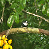 Buco Collarejo/White-necked Puffbird