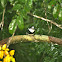 Buco Collarejo/White-necked Puffbird