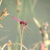 Crimson Marsh Glider