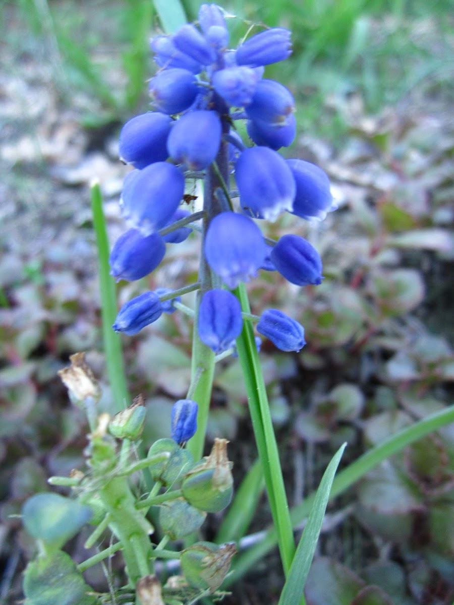 Grape Hyacinth