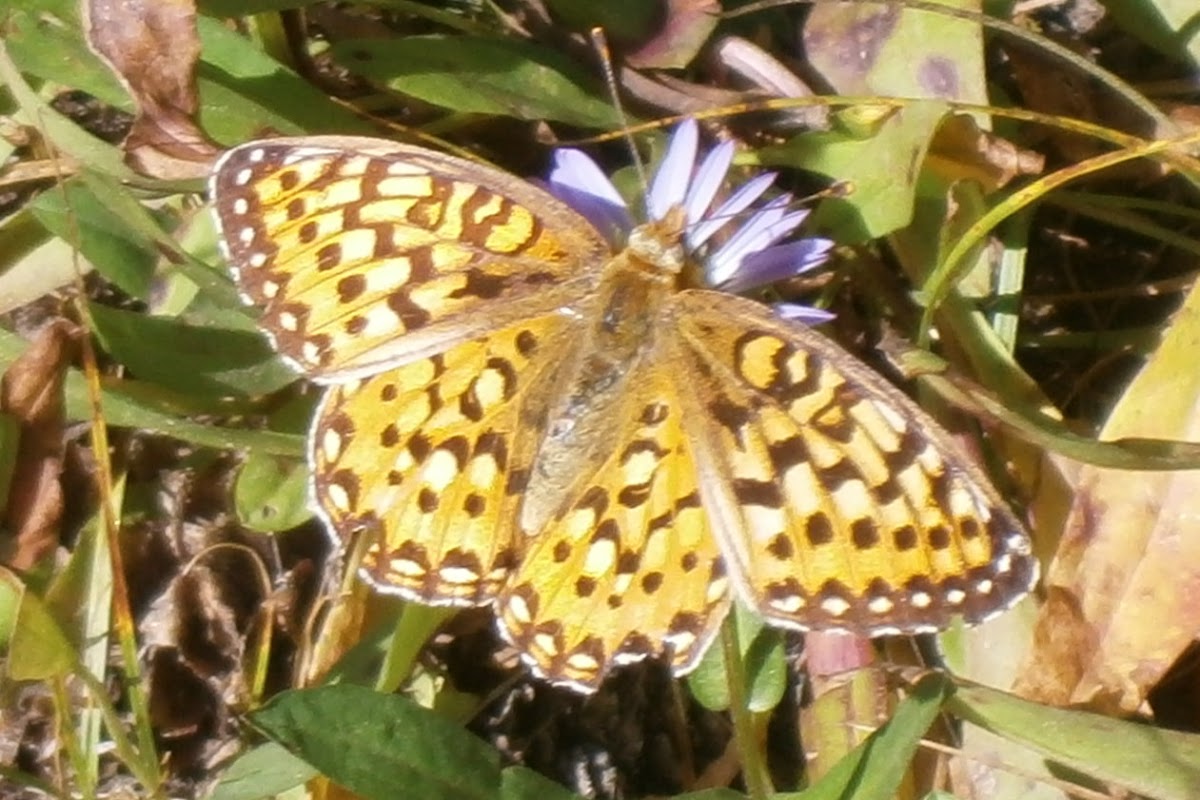 Oregon silverspot Butterfly