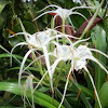 Spider Lily