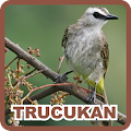 Yellow Vented Bulbul Apk