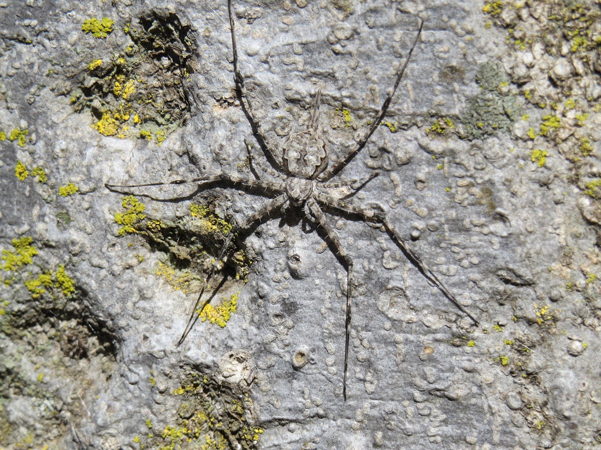 Long-spinnered or two-tailed spiders