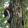 Red-Headed woodpecker