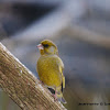 European Greenfinch