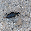 Oil beetle