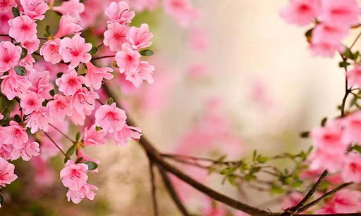 Spring Flowers Live Wallpaper