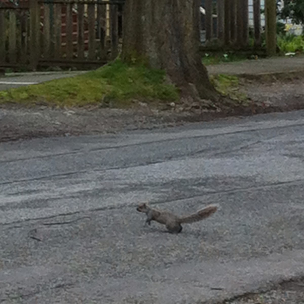 Brown squirrel