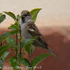 House Sparrow; Gorrion Comun
