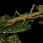 Spiny Stick Insect, Phasmid - Nymph