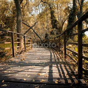 Monkey Forest...Did you see the monkeys?? by Henry Suwardi - Landscapes Forests