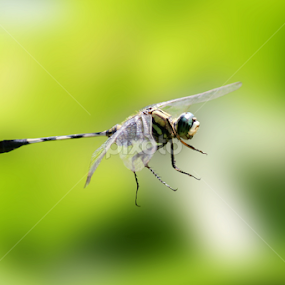 Dragonfly by Evan Ahmed - Animals Insects & Spiders