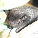 Silver Hair Bat