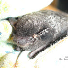 Silver Hair Bat