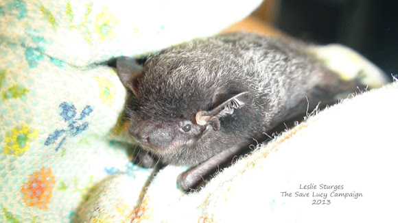 Silver Hair Bat Project Noah