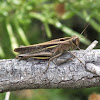 White-Banded Grasshopper