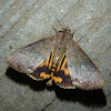 Underwing Moth