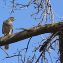 Juvenile Cooper Hawk