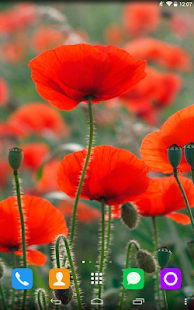 How to mod Red Poppy Live Wallpaper 1.1.1 apk for laptop