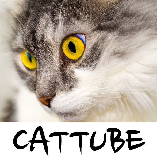 CatTube - Video of cat breeds 生活 App LOGO-APP開箱王