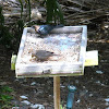 Brown-headed Cowbird