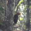 Blond-crested Woodpecker (Male)