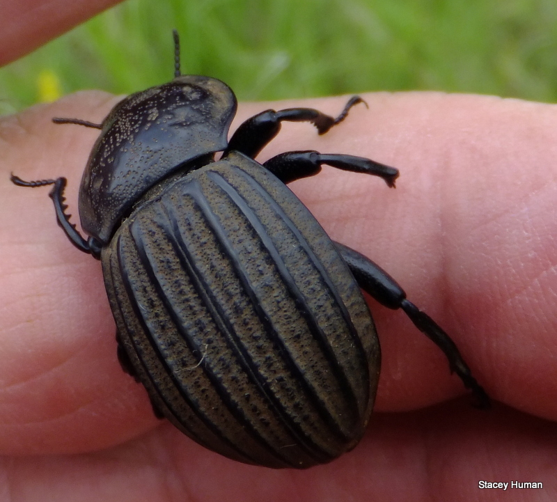 Large Armoured Darkling Beetle