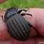 Large Armoured Darkling Beetle