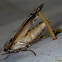 Cactus Moth with egg stick