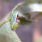 Variable oakleaf moth (larva)