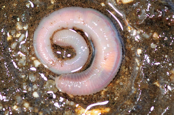 Common Earthworm; Lombriz de tierra común