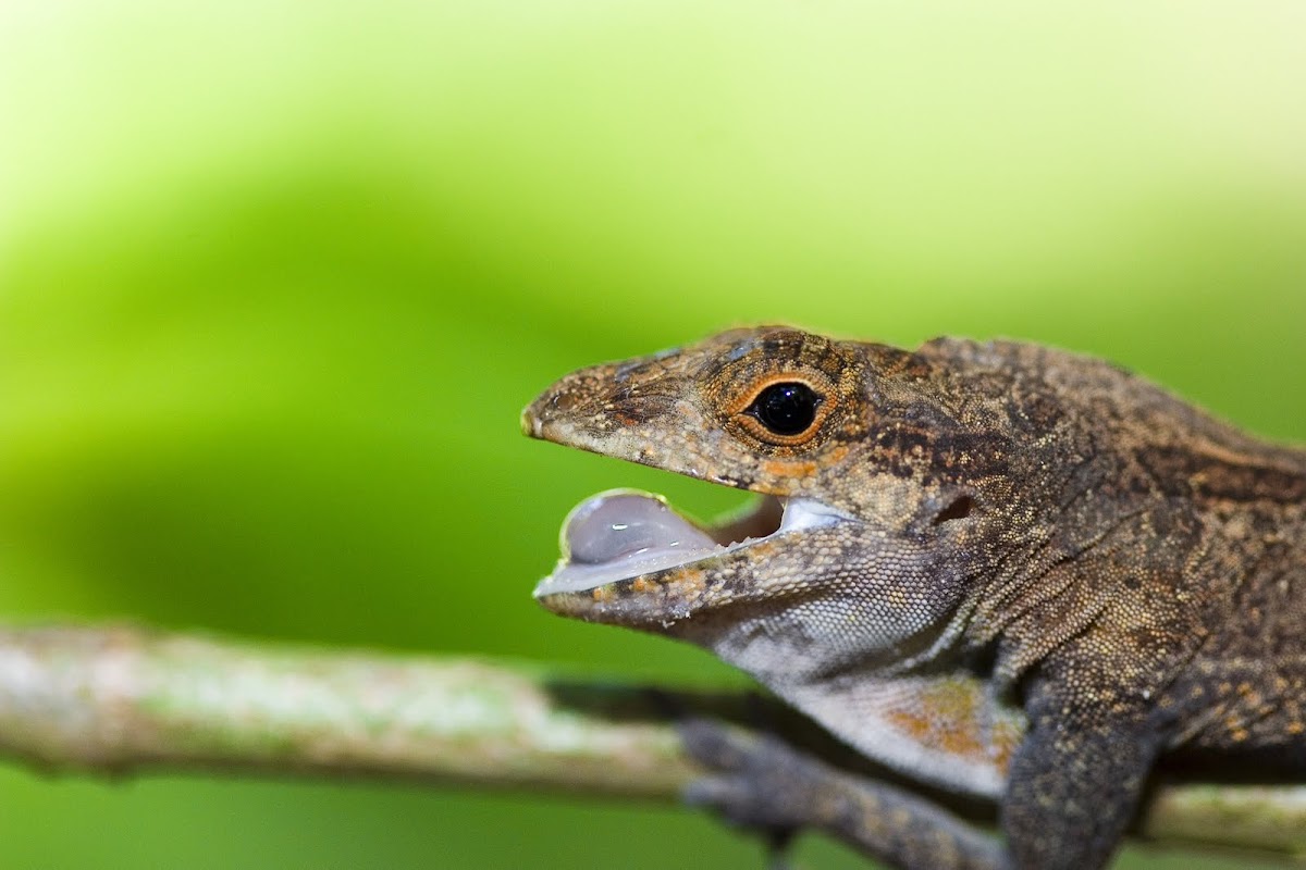Puerto Rican crested anole